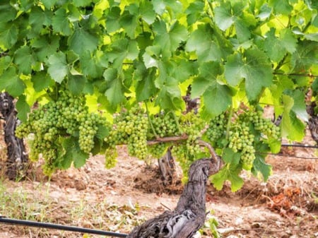 شتلات عنب القطيف صنف متحمل للحرارة