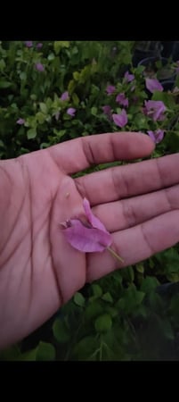 شجرة الجهنمية  البنفسجية النادرة عدد محدود -Bougainvillea بنفسجي ، بنفسجية