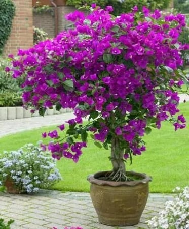 شجرة الجهنمية  البنفسجية النادرة عدد محدود -Bougainvillea بنفسجي ، بنفسجية
