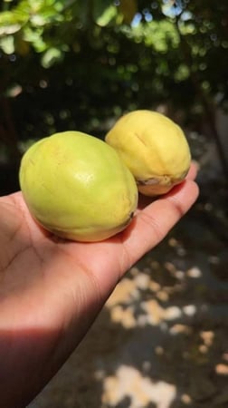 شجرة اللوز سكندري اصفر  مطعم حجم فاخر صنف محسن قطيفي