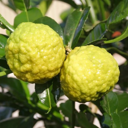 شتلات ترنج بلدي