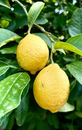 زيت الليمون ES99