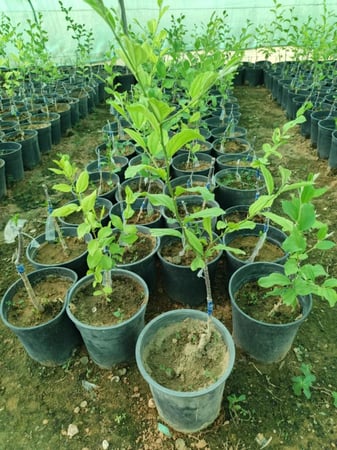 شتلة سدر تفاحي او كما يعرف ب Ziziphus spina-christi شتلة صغيرة