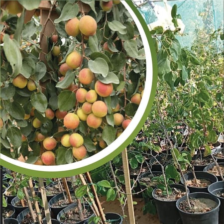 شتلة سدر ملكي بدون نواء  او كما يعرف ب Ziziphus spina-christi شتلة صغيرة