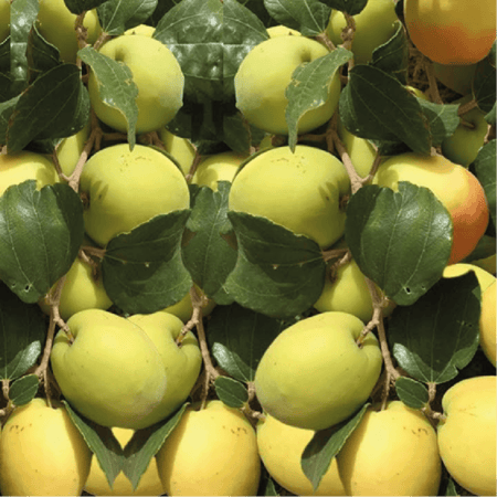 شتلة سدر تفاحي او كما يعرف ب Ziziphus spina-christi شتلة صغيرة