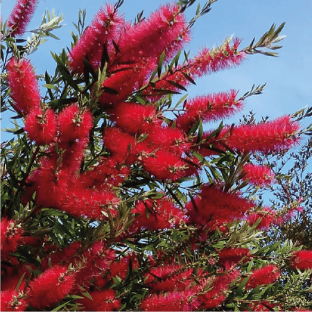 فرشة زجاج او فرش الزجاج واسمها العلمي Callistemon citrinus شجرة صغيرة دائمة الخضرة