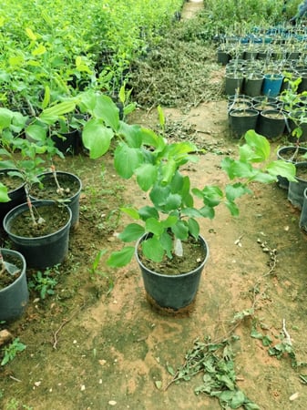 شتلة سدر سكري او كما يعرف ب Ziziphus spina-christi شتلة صغيرة