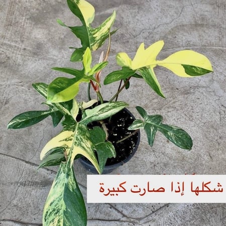 فيلوديندرون فلوريدا بيوتي
