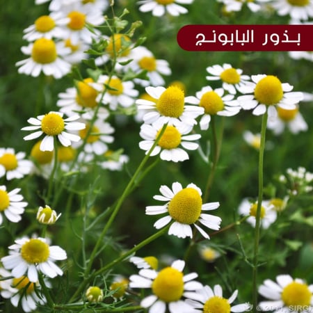 بذور البابونج , بذور سعود غربي , شيح , شيح البابوبنج