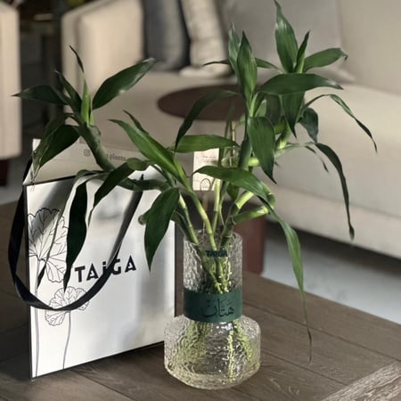 فازة بامبو فاخرة + قطعة جلد