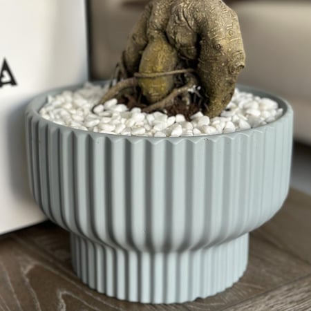 شجرة البونساي بأصيص سيراميك