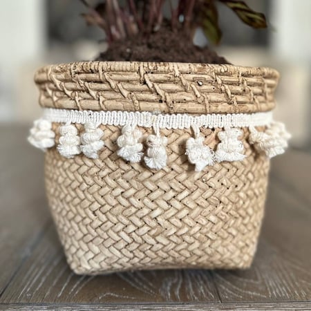 كلاثيا ماكويانا