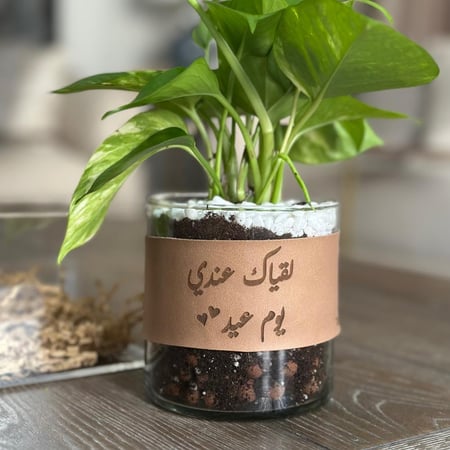 سلة اكريليك بنبات البوتس + بوكس أنوش