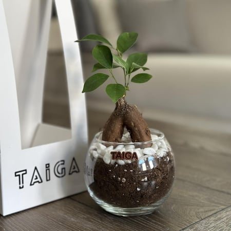 هولدر ميني بونساي