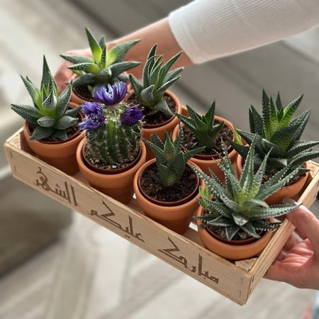 توزيعات صباريات صغيرة في أصيص فخار