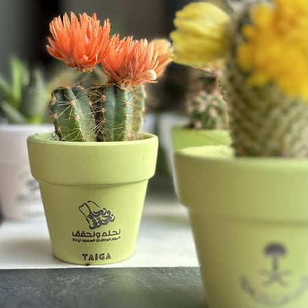 توزيعات اليوم الوطني