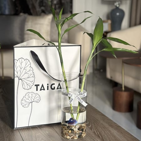 فازة بامبو + سمك فايتر