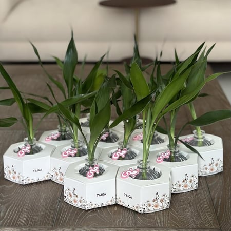 توزيعات بامبو صغير بالإسم