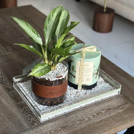 صينية اجلونيما + بوكس تشوكلت