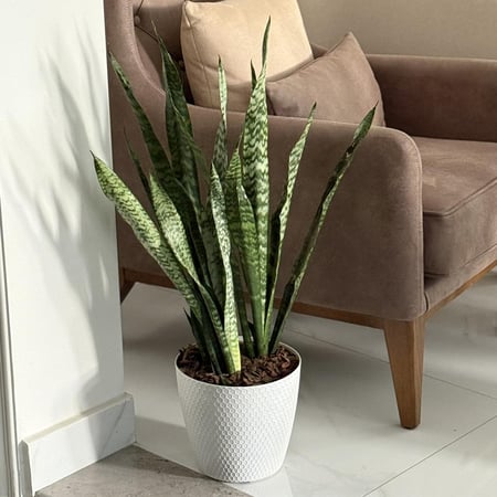 نبات جلد النمر بأصيص بلاستيك