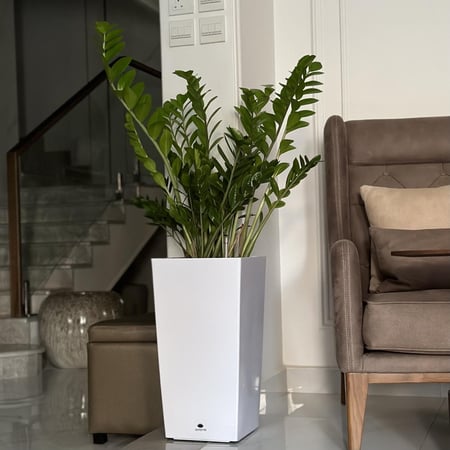 نبات الزاميا بـ حوض ري ذاتي