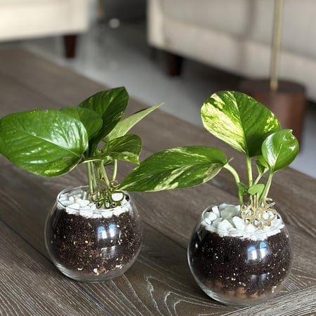 توزيعات فازة البوتس بتاق ذهبي (وسط)