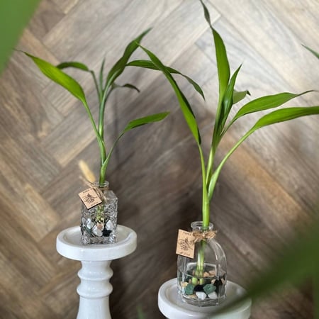 توزيعات فازات البامبو