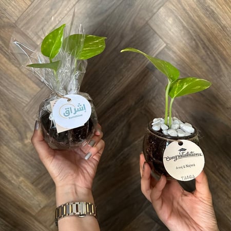 توزيعات نبات البوتس