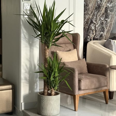 يوكا كبير بأصيص فايبر