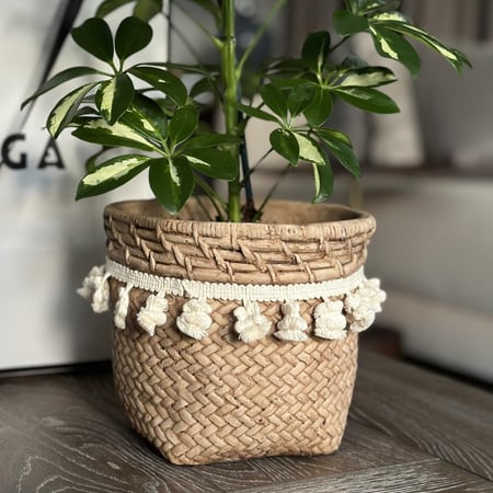 نبات الشفليرا بأصيص فخار