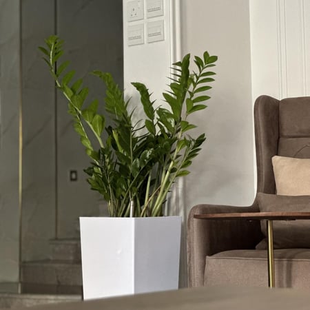 نبات الزاميا بـ حوض ري ذاتي