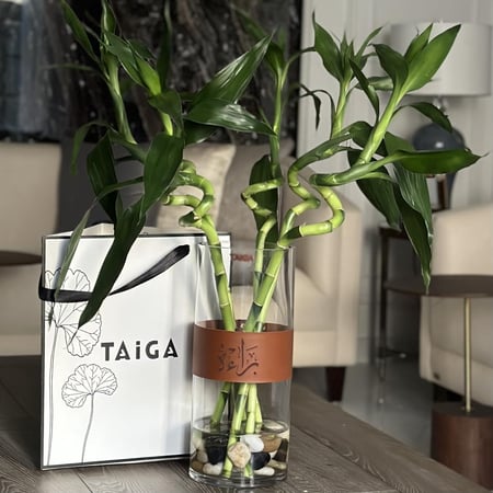 بامبو مبروم + قطعة جلد