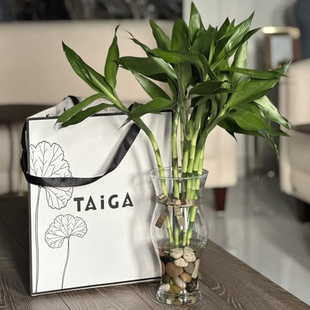 فازة بامبو تايلندي