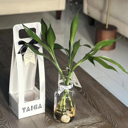 فازة نبات البامبو تايلندي