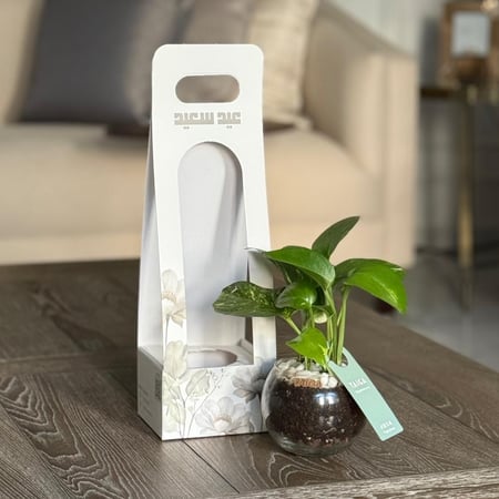 توزيعات بوتس بـ هولدر العيد