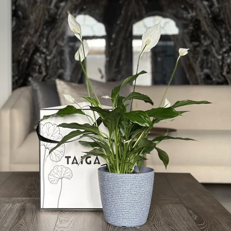 نبات الأشرعة البيضاء