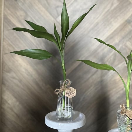 توزيعات فازات البامبو تخرج