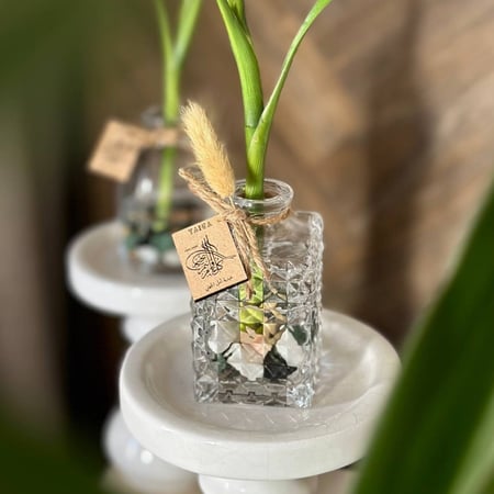 توزيعات فازات البامبو