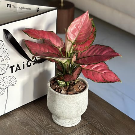 أجلونيما حمراء بأصيص قابل للكتابة