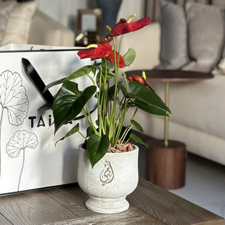 انتوريوم بأصيص قابل للكتابة