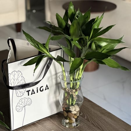 فازة بامبو تايلندي