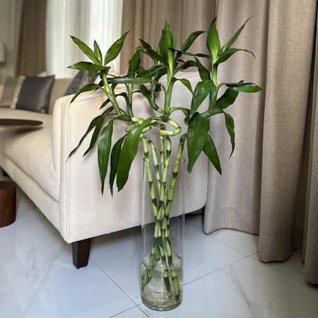 فازة بامبو طويل