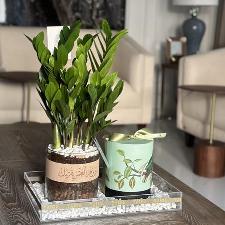 هدايا نبات الزاميا + تشوكلت