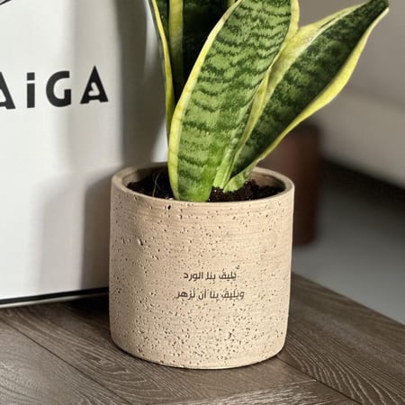 نبات جلد النمر (السنسيفيرا) بأصيص فخار