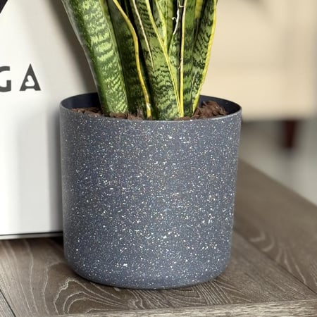 نبات جلد النمر بأصيص بلاستيك