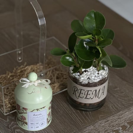 سلة اكريليك بنبات الببروميا + بوكس أنوش