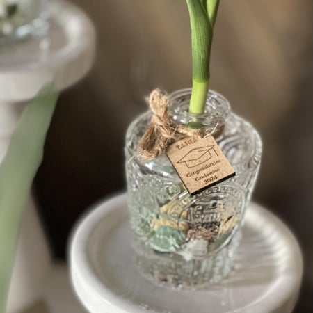 توزيعات فازات البامبو تخرج