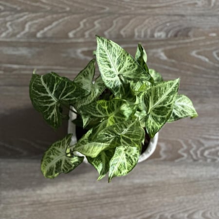 نبات السنجونيوم أو رجل البطة