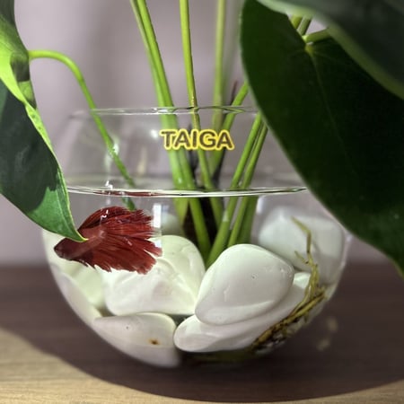 فازة نبتة الأنتوريوم + سمك الفايتر