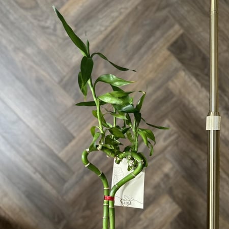 بامبو القلب + قطعة الجلد